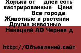   Хорьки от 35 дней есть кастрированные › Цена ­ 2 000 - Все города Животные и растения » Другие животные   . Ненецкий АО,Черная д.